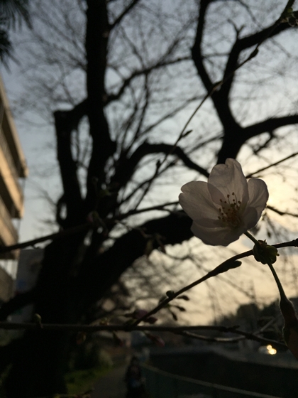 2016_桜.jpeg
