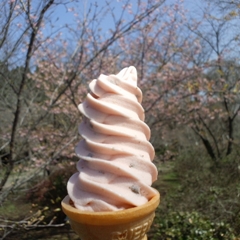 神代植物公園桜のソフトクリーム.JPG
